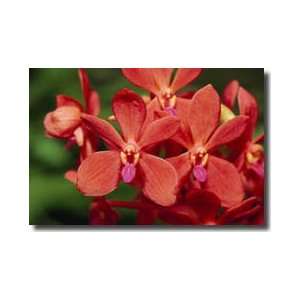  Hybrid Red Orchids Singapore Giclee Print