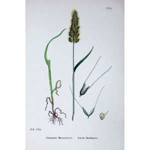  Botany Plants C1902 Annual Beard Grass Polypogon