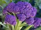 Tasty Vegetables Broccoli Purple Sprouting Seeds