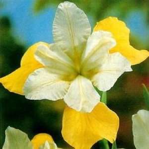  Butter & Sugar Siberian Iris Plant  Reblooms AGM WINNER 