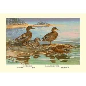   printed on 12 x 18 stock. Hawaiian Duck and Oustalets Gray Duck