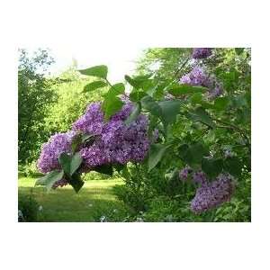  5 old fashioned lilac seeds Patio, Lawn & Garden