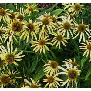  CONEFLOWER MANGO MEADOWBRIGHT / 1 gallon Potted Patio 