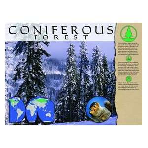  Coniferous Forest Poster