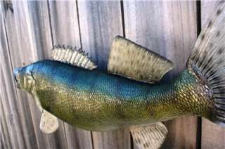 NEW XL Walleye Fish Mount taxidermy 29 inch Quality A+  