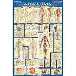  Anatomy Poster   Laminated Toys & Games