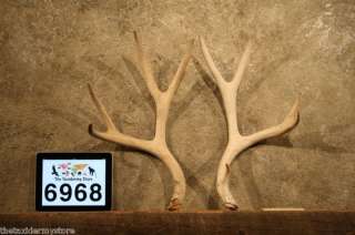 6968 Mule Deer Antlers Taxidermy Mount Horns  