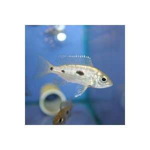  Copadichromis mloto Ivory Head   Juvenile Kitchen 