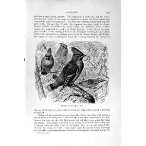  NATURAL HISTORY 1894 95 BOHEMIAN WAXWING BIRDS PRINT