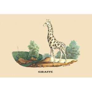 Giraffe 24x36 Giclee 