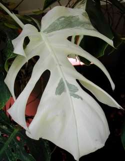   the swiss cheese plant or split leaf philodendron the variegated