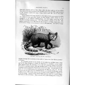  NATURAL HISTORY 1894 PANDA RACCOON FAMILY WILD ANIMAL 