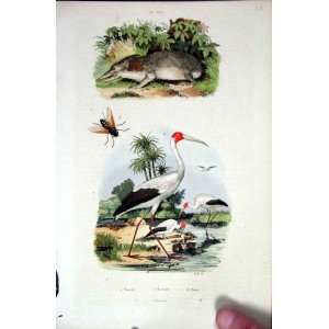    1839 H/C Natural History *676 Wild Life & Stork