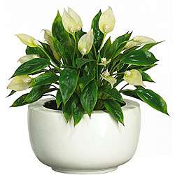 Spathyfillum Silk Plant with White Vase  