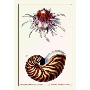  Exclusive By Buyenlarge Scallop Over Nautilus 12x18 Giclee 