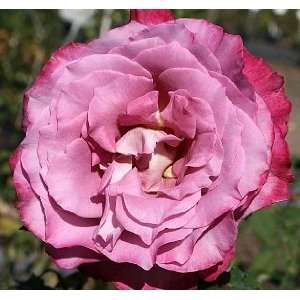Chantilly Lace Rose Seeds Packet