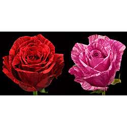 Exotic Red and Pink Intuition Roses (72 Stems)  