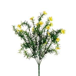  17 Flowering Springeri Bush Yellow (Pack of 12)