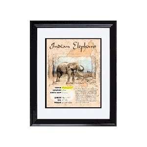  Asia (Indian Elephant) 8 x 10 Double Matted Framed 