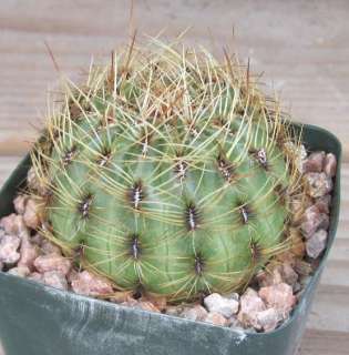 Oroya peruviana Fat Head South American Cactus 10  