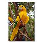 a3 satin poster golden parakeet conure bird rain forest location
