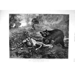 1894 Bear Hunting Dead Horse Trees Fine Art Strutt 