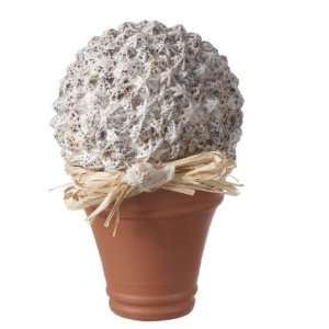 CBK 295946 Star Limpet Shell Topiary   Set of 2 
