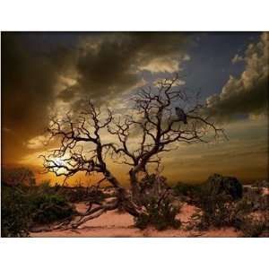  Moab Tree, Arches National Park Wall Mural
