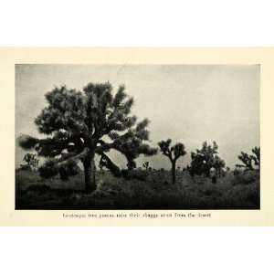 Print Yucca Tree Desert Brush Landscape United States Spines Branches 