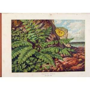   Illustrated London Almanack Seaside Ferns Rare Colour