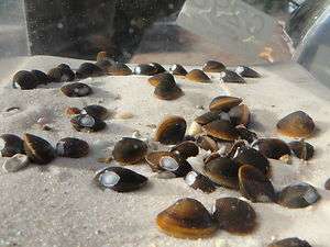 10 live fresh water clams, filter feeder,pond, aquarium.  