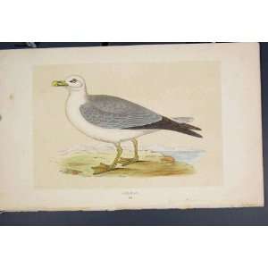  Gull Fulmar Sea Bird Birds Colour Antique Print C1860 