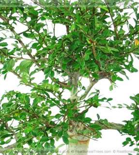 Gorgeous Unique Chinese Elm Bonsai Tree  