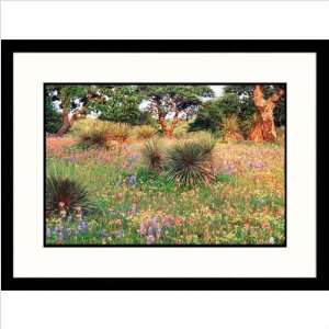  Bluebonnet, Scarlet Paintbrush and Yucca, Texas   Framed 