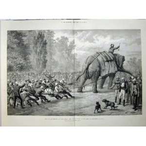 1880 War Afghanistan Elephant Tug Of War Camp Gundamuk 