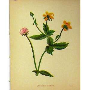  Common Avens Plant C1880 Colour Botanical Print