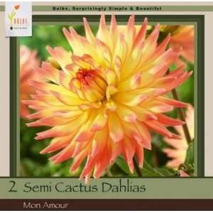   Farms Cactus Dahlia Mon Amour Pack of 2 Bulbs Patio, Lawn & Garden