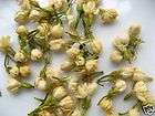 500g chine se jasmine bud flower tea leaves aroma mo