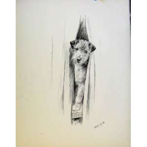 Fine Art Dog Drawing Pencil Sketch By Barker Print 1933  