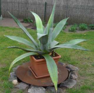 Agave im Topf ca. 1m x 1m in Brandenburg   Eichwalde  Garten 