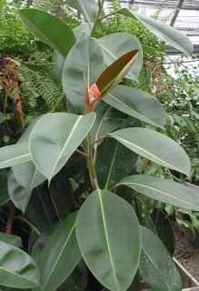 Ficus elastica   rubber fig   100 seeds  