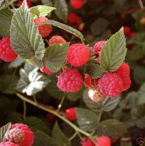 Red Raspberry 25+ seeds  Pre Stratified $4.79  