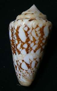 Conus ammiralis 64.9mm F+++ Philippines  