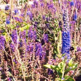 OnlinePlantCenter May Night Meadow Sage Plant S1188CL at The Home 