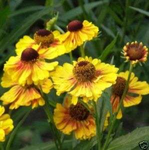 1x Staude Sonnenbraut SONNENWUNDER Helenium 9er  