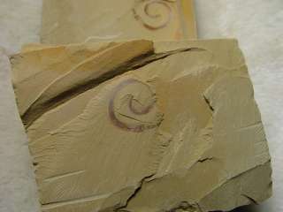 RCMaotianshania ChengJiang Rare Worm fossil #1205rcaX  