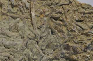 TR609  DEVONIAN BRYZOA FROM UKRAINE   SUPERB  