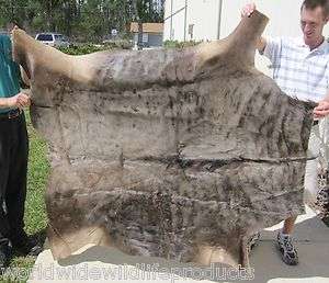   African Blue Wildebeest skin rug hide pelt taxidermy # 1772  