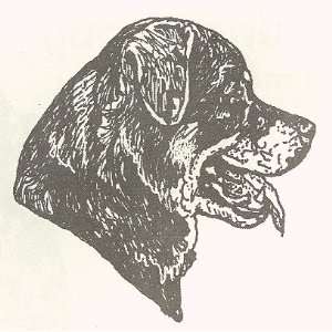  Dog Rubber Stamp   Rottweiler   10E
