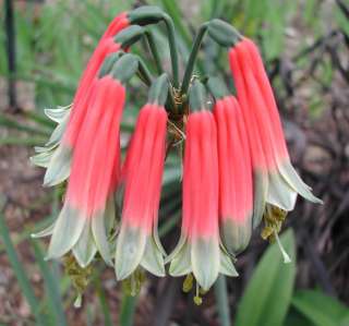 Rare Phaedranassa   Stunning Amaryllis relative  